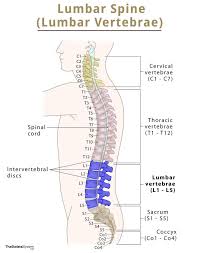 Image result for Lumbar vertebrae