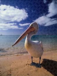 March 24, 2011 · photograph by cedwardbrice · · play this puzzle. Australian Pelican Pelecanus Puzzle For Sale By Art Wolfe