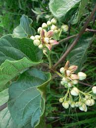 Image result for Mondia ecornuta