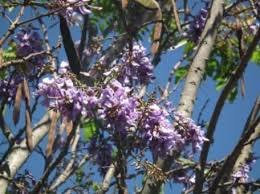 Image result for Millettia dura