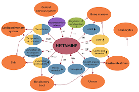 histamine intolerance understanding the science diagnosis