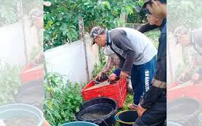 Budidayakan Ternak Lele Di Kolam Tanah Dan Kolam Terpal Palpos Id