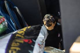 Maybe you would like to learn more about one of these? Dog Pictures Chicago Pups Line Up For Drive Thru Pet Food Pantry Near Cook County Jail Chicago Sun Times