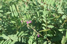 Image result for Tephrosia montana