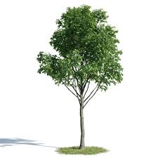 Tilia 57 Am154 3d Model Model Tree Trees To Plant Plants