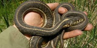 The garden snake is also called the garter snake which is actually more technically correct to say. Northern Mexican Gartersnake Gartersnake Research Project