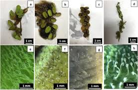 Image result for Salvinia hastata
