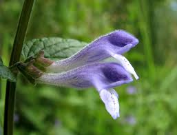 Image result for Scutellaria schweinfurthii