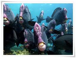 Pin By Manali B On Inspiring Places And Spaces Diving Parrot Fish Oceans Of The World