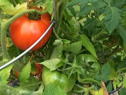 You'll also need to consider plenty of other factors, such as temperature, lighting, humidity, ventilation, nutrients, and pollination. How To Grow Hydroponic Tomatoes Nosoilsolutions