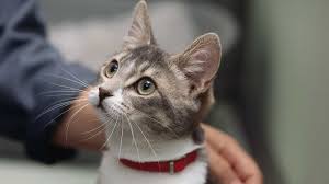 ‪Cats in medical research‬‏