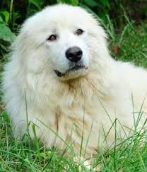 Akbash Maremma Dog Turkish Shepherd Akbas Coban Kopegi Akbas Coban Kopegi Akbash Akbash Dog Dog Breeds Dog Breed Info