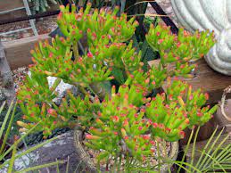 Crassula ovata 'et's fingers' jade. Crassula Ovata Gollum Gollum Jade World Of Succulents