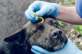 Symptoms of rocky mountain spotted fever in dogs. Rocky Mountain Spotted Fever In Dogs Flat Rock Vet Western Carolina Regional Animal Hospital Veterinary Emergency Hospital