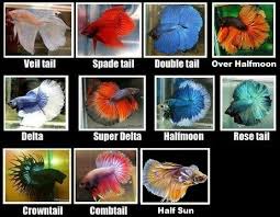 Do betta fish need gravel? Top 10 Beautiful Betta Fish By Tail