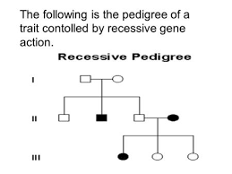 Assignment Pedigrees Ppt Download