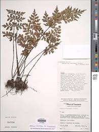 Image result for Asplenium diplazisorum