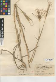 Image result for Eustachys paspaloides