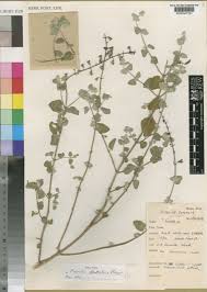 Image result for Fuerstia angustifolia