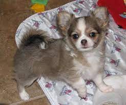 Blue Sable Chihuahua Puppy Boogie X Blossom Chihuahua Puppies Cuddly Animals Cute Chihuahua
