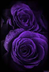 ورد بنفسجي rosas purpuras flores bonitas rosas bonitas
