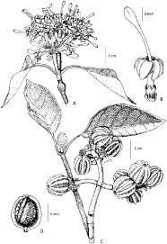 Image result for Coptosperma