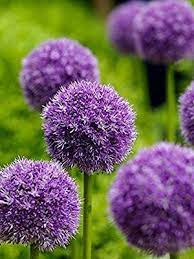 Amazon Com Higarden Giant Allium Globemaster Allium Giganteum Flower Seeds Organic Gorgeous Flower Easy Growing Flower Seeds Bulb Flowers Allium Giganteum