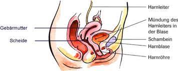 Urologenportal Nieren Und Harnwegsinfektionen