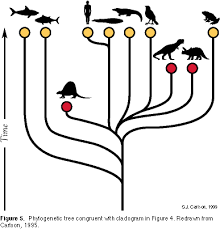 Descent with modification is the evolutionary mechanism that produces change in the genetic code of living organisms. Evolution And Systematics P 2
