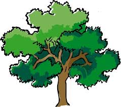 Our trees always ship at the proper planting time for your region. Trees Types Structure And Facts Science4fun