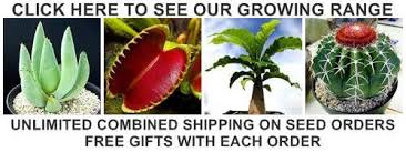 Image result for Xanthocercis zambesiaca