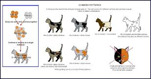 Cat Colours Chimeras Cat Colors Cats Cat Breeds Chart