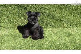 Schnauzer Miniature Puppy For Sale Near San Diego California 74fee1d2 Deb1 Schnauzer Puppy Miniature Schnauzer Puppies Puppies For Sale