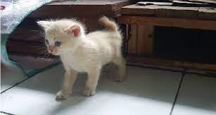 Termasuk fakta menarik tentang kucing yakni tidak boleh diberi susu sapi dan tidak toleran dengan laktosa. 12 Fakta Unik Tentang Kucing Yang Jarang Diketahui Majikannya Islampos