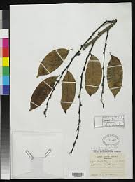 Image result for Casearia gladiiformis