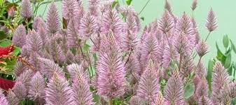 Image result for Thunbergianthus muloloensis