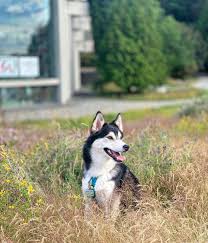 We would like to show you a description here but the site won't allow us. Chris Forby Lecturer University Linkedin