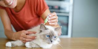 Hay temen kali ini saya mau ngasih tau temen cara menghilangkan kutu kucing dan cara memandikan kucing.,oh ya bagi temen yang belum subcribe silahkan. Obat Alami Untuk Membasmi Kutu Pada Kucing Lemon Hingga Rempah Halaman All Kompas Com