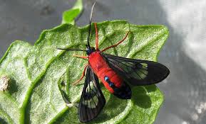 That's melinis repens, sometimes called ruby grass and natal grass. Beautiful Moth Savannah Grass Amelia Island Living Emagazine