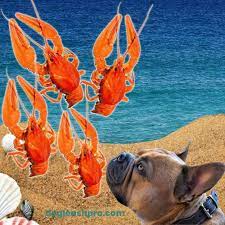 Can Dogs Eat Crawfish Dog Leash Pro