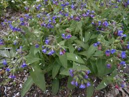 Image result for Clutia angustifolia