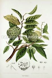 Image result for Annona squamosa