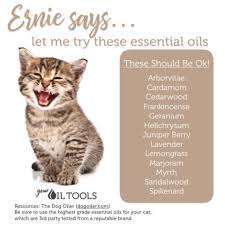 Essential Oils For Cats Essential Oils Cats Essential Oils For Fleas Are Essential Oils Safe