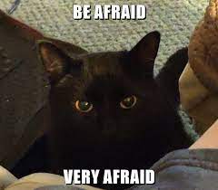 Be Afraid Very Afraid Lolcats Lol Cat Memes Funny Cats Funny Cat Pictures With Words On Them Funny Pictures Lol Cat Memes Lol Cats
