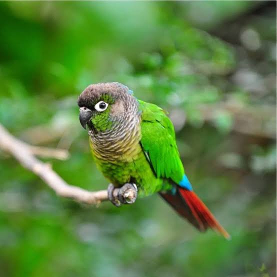 Green Cheek Conure