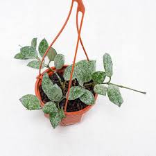 Image result for Olax aschersoniana