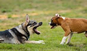 Put your puppy on a regular feeding schedule. How To Discipline A German Shepherd Puppy 11 Best Training Tips Shepherd Sense