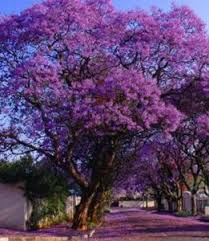 Maybe you would like to learn more about one of these? Get To Know The Best Flowering Trees In Australia Jimsmowing Com Au