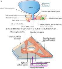 Inferior border is the colle's fascia superficial to perineum (which is continuation into the scarpa fascia from the anterior abdominal wall). An2 16 Perineum Flashcards Chegg Com