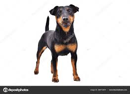 Image result for jagdteriér